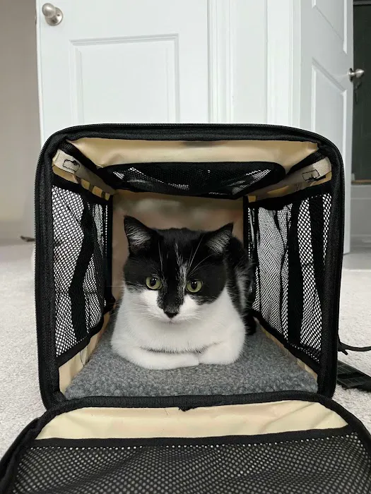 Morrisville Cat Hospital Picture 8
