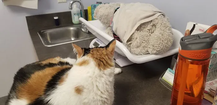 Morrisville Cat Hospital Picture 4