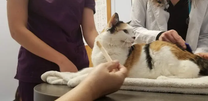Morrisville Cat Hospital Picture 1