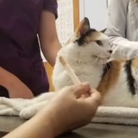 Morrisville Cat Hospital ico