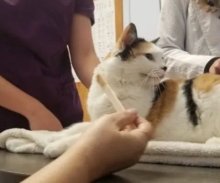 Morrisville Cat Hospital