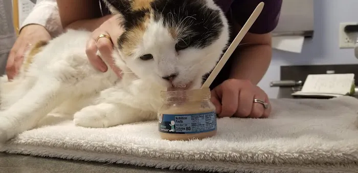 Morrisville Cat Hospital Picture 3
