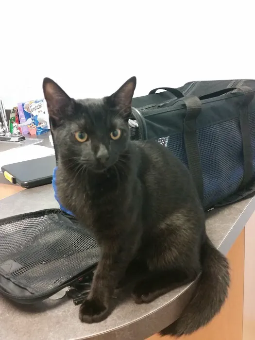 Morrisville Cat Hospital Picture 10