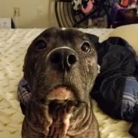 Banfield Pet Hospital ico
