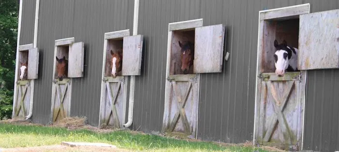 Triangle Equine Veterinary Services Picture 2