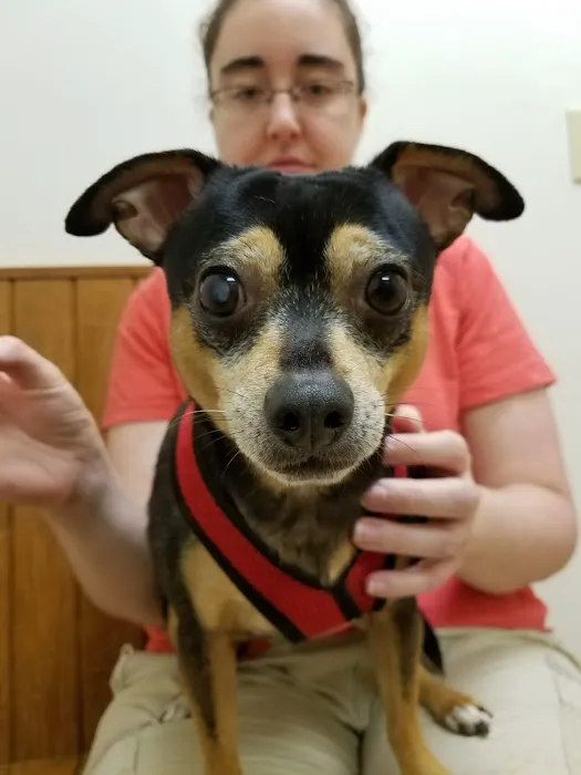 Cary Veterinary Hospital Picture 4