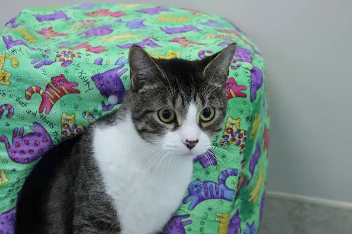Cary Veterinary Hospital Picture 3