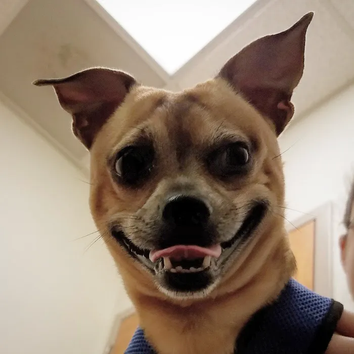 Cary Veterinary Hospital Picture 8