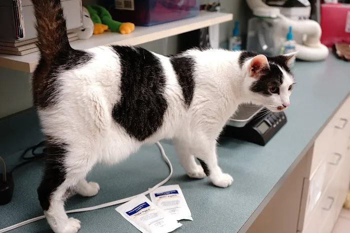 Noah's Ark Veterinary Hospital Picture 10
