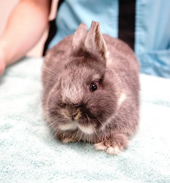 Noah's Ark Veterinary Hospital Picture 5