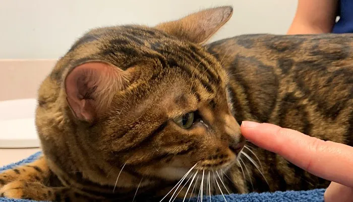 Noah's Ark Veterinary Hospital Picture 1