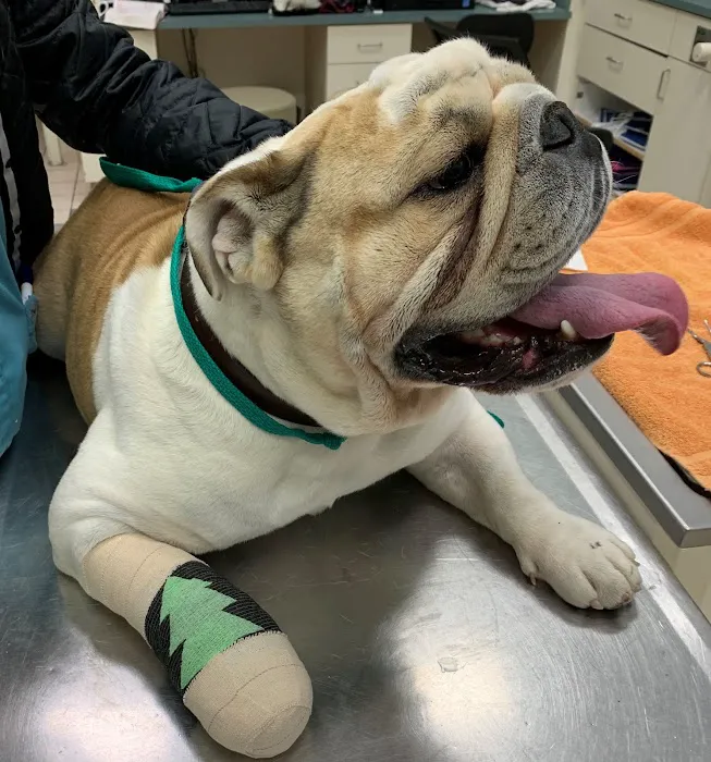 Noah's Ark Veterinary Hospital Picture 9