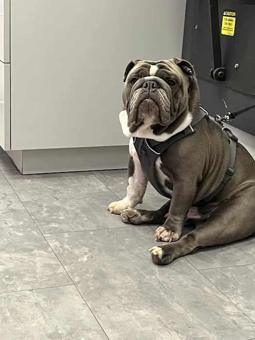 Maynard Animal Hospital- Cary Picture 9