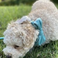 Maynard Animal Hospital- Cary ico