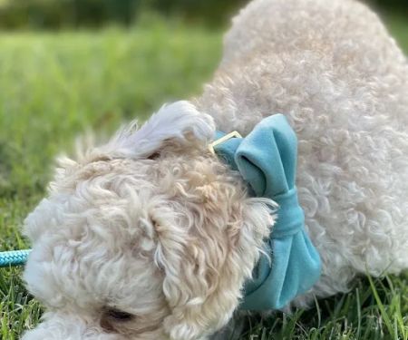 Maynard Animal Hospital- Cary