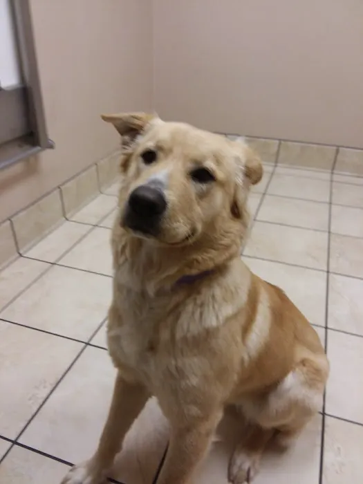 Grace Park Animal Hospital Picture 8