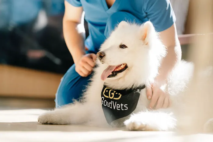 GoodVets Morrisville Picture 6