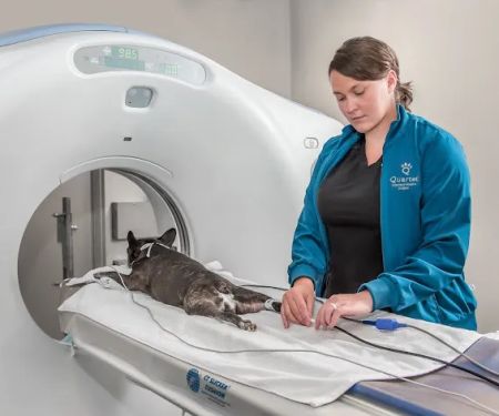 Quartet Veterinary Specialty Hospital