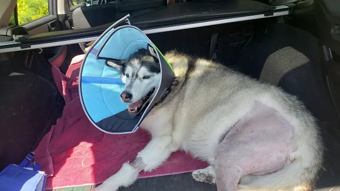 Veterinary Surgical Referral Practice Picture 9
