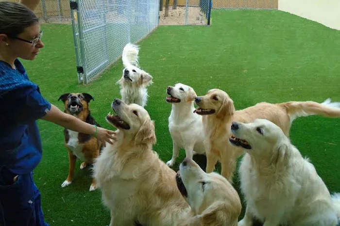 Carpenter Animal Hospital and Pet Inn Picture 10