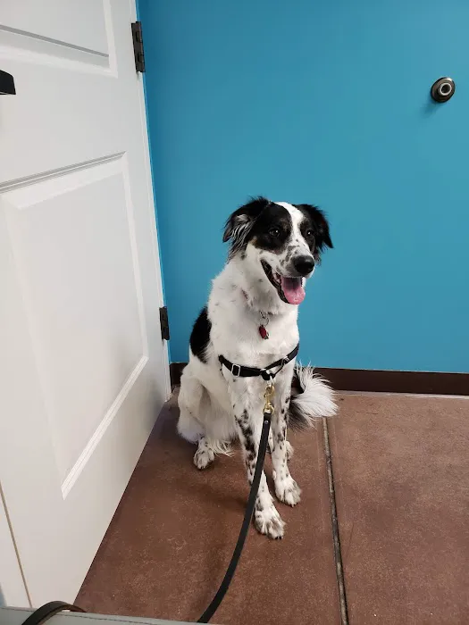 Carpenter Animal Hospital and Pet Inn Picture 5