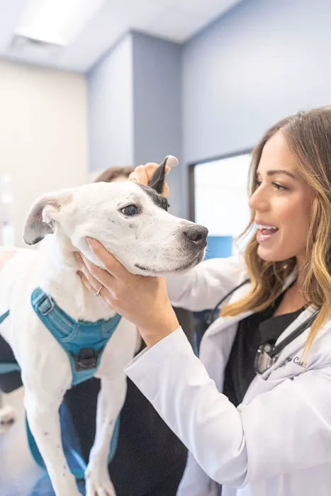 GoodVets Cary Picture 9
