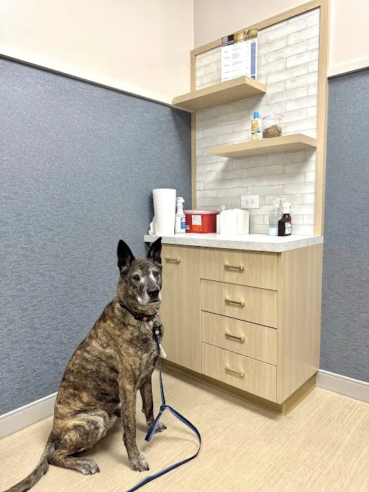 GoodVets Cary Picture 8
