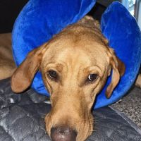 Quail Corners Animal Hospital ico