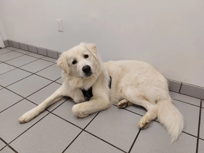 Spring Forest Animal Hospital Picture 2