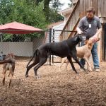 Raleigh Community Animal Hospital