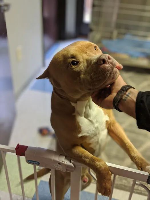 Raleigh Community Animal Hospital Picture 10
