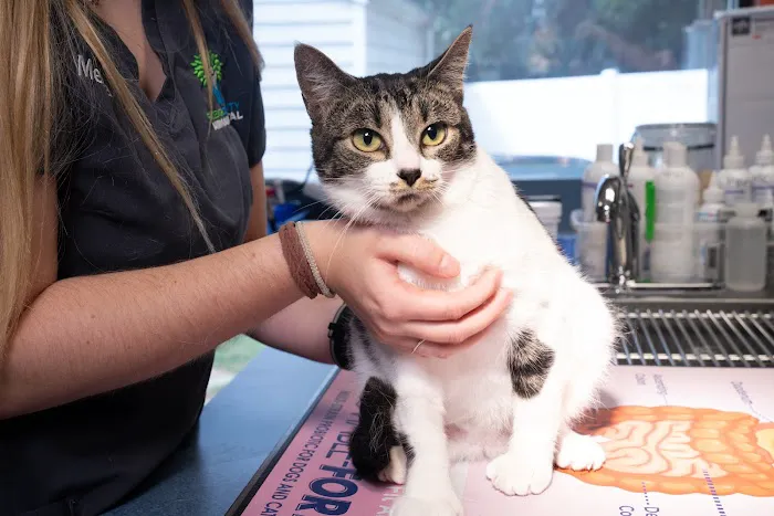 Raleigh Community Animal Hospital Picture 2