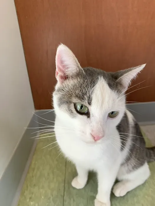 Raleigh Community Animal Hospital Picture 8