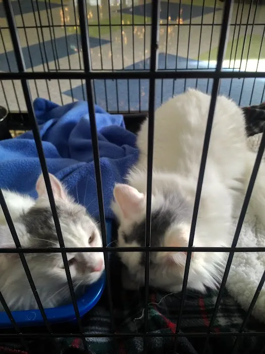 Raleigh Community Animal Hospital Picture 6