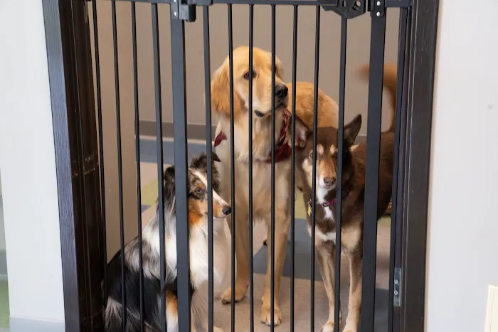 Raleigh Community Animal Hospital Picture 3