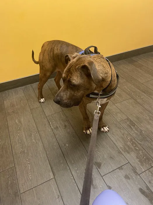 Banfield Pet Hospital Picture 8