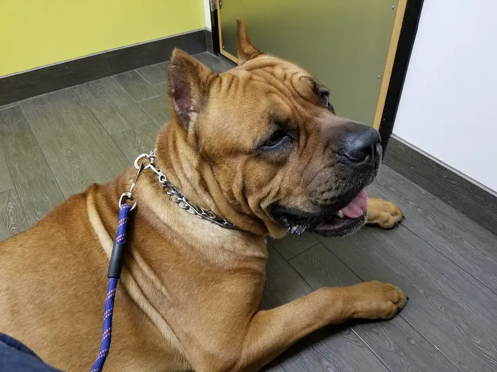 Banfield Pet Hospital Picture 2
