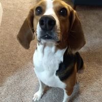 Vetco Total Care Animal Hospital ico