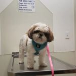 VCA Legion Road Animal Hospital