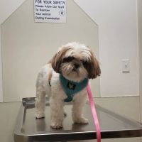 VCA Legion Road Animal Hospital ico
