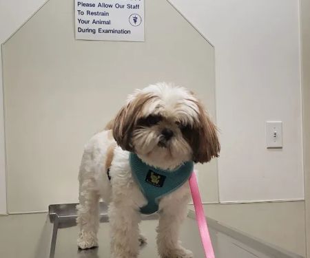 VCA Legion Road Animal Hospital