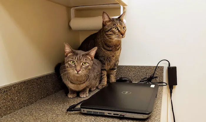 The Cat Hospital of Durham and Chapel Hill Picture 4