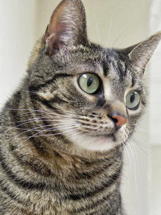 The Cat Hospital of Durham and Chapel Hill Picture 7