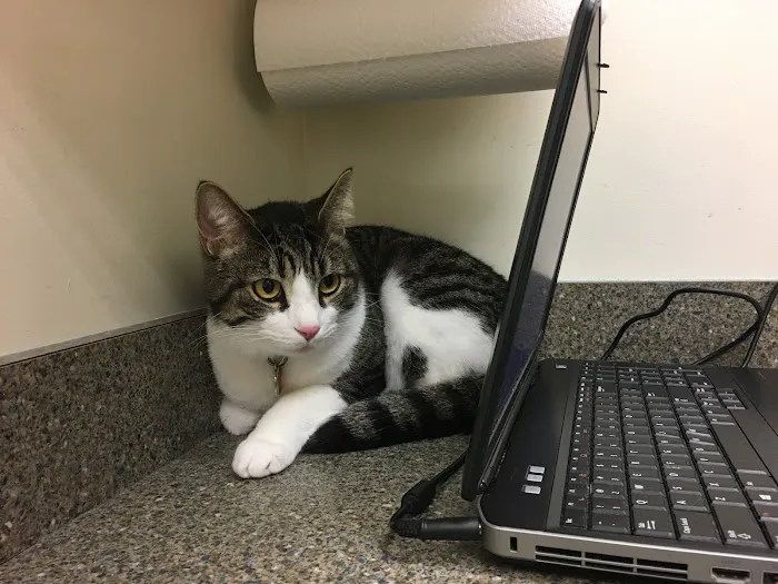 The Cat Hospital of Durham and Chapel Hill Picture 10