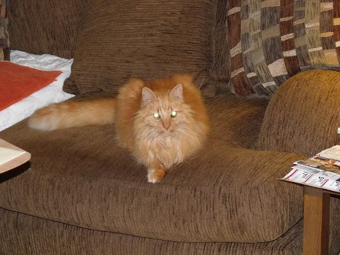 The Cat Hospital of Durham and Chapel Hill Picture 3