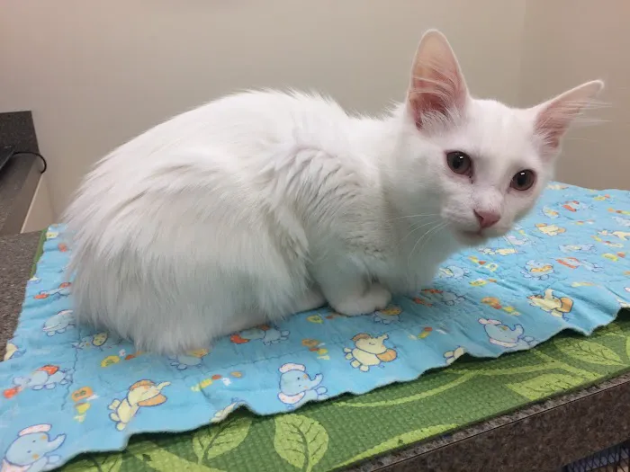 The Cat Hospital of Durham and Chapel Hill Picture 6