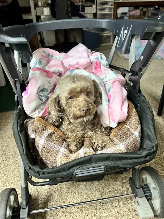 Vine Veterinary Hospital Picture 8