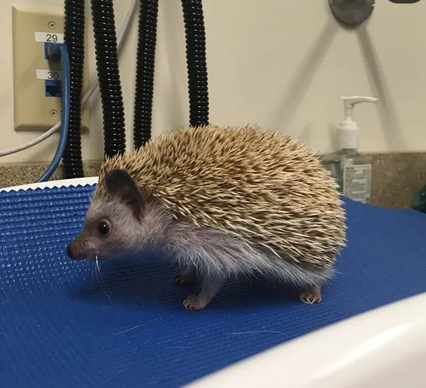 Meadowmont Animal Hospital Picture 8