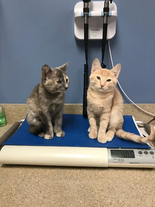 Meadowmont Animal Hospital Picture 5