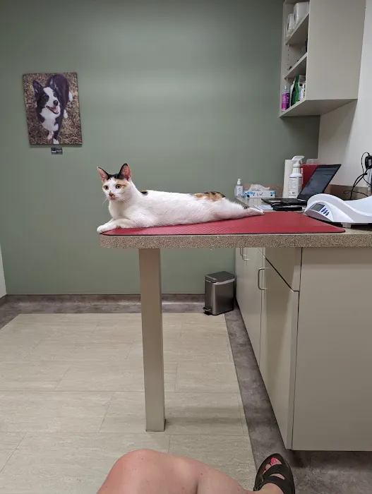 Meadowmont Animal Hospital Picture 4